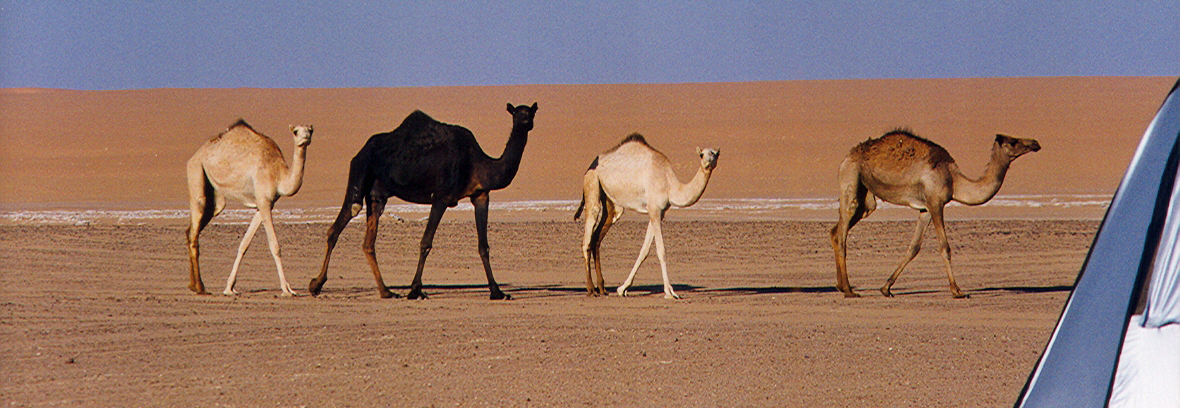 Photos/arabie_1998/asir017.jpg