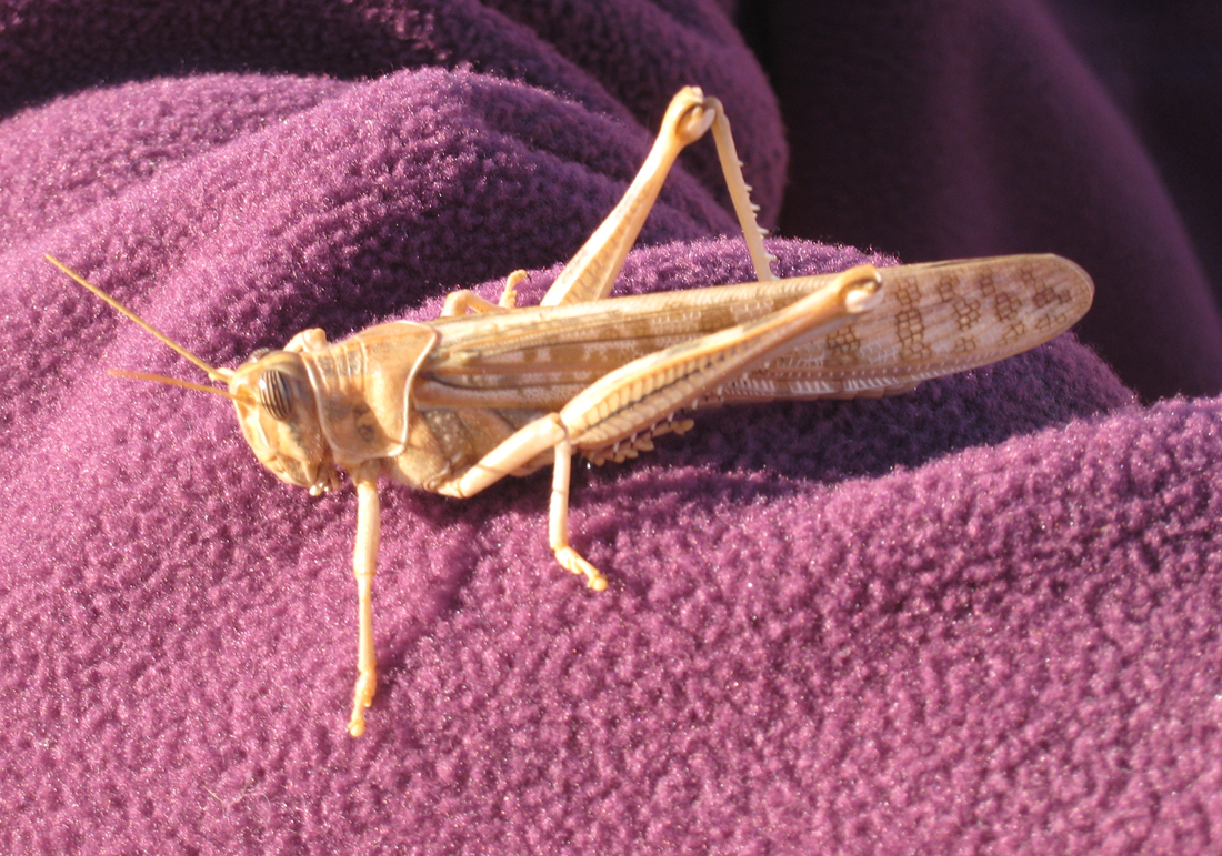 Photos/guyfevrier2008/brut00178.JPG