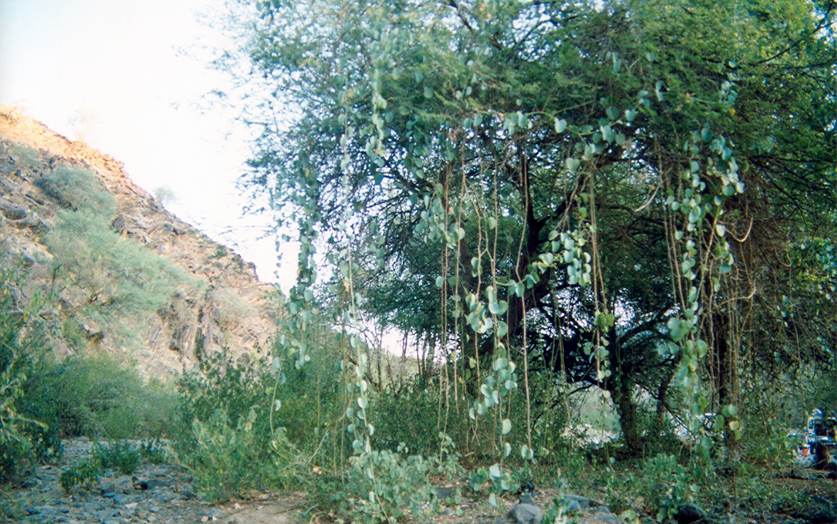 Photos/arabie_1998/asir074.jpg