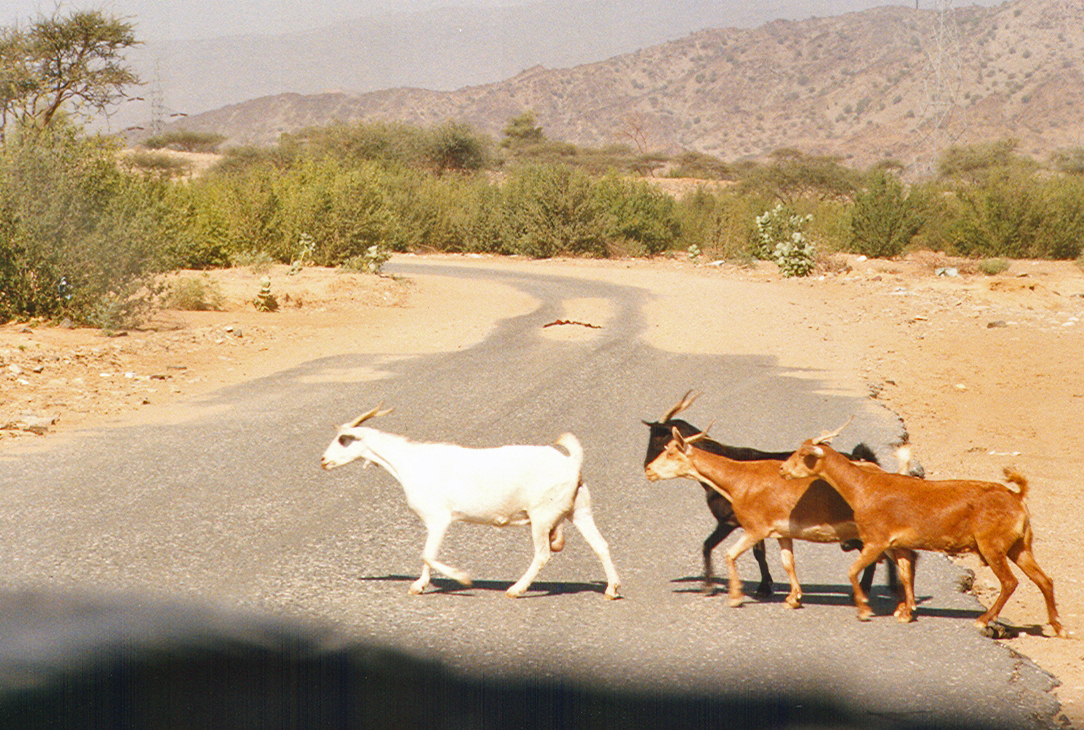 Photos/arabie_1998/asir079.jpg