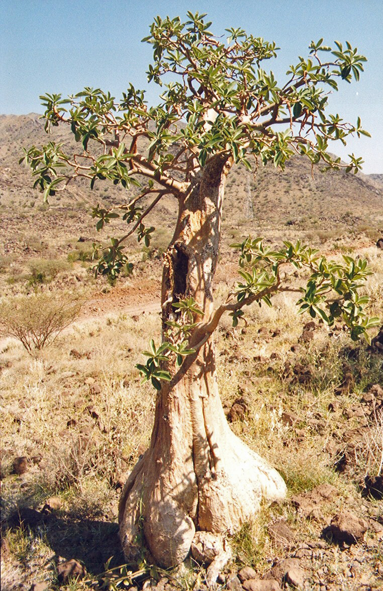 Photos/arabie_1998/asir099.jpg