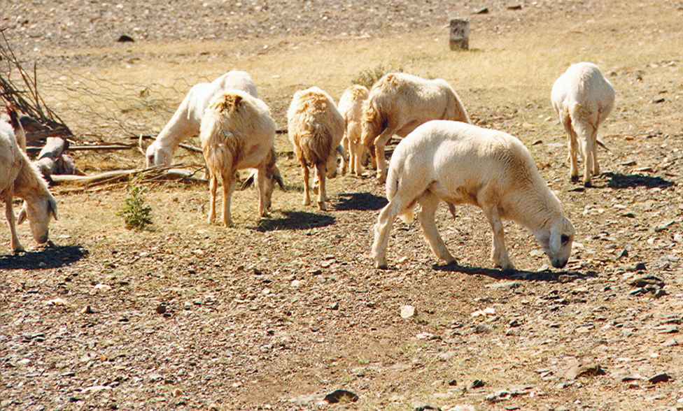 Photos/arabie_1998/asir103.jpg