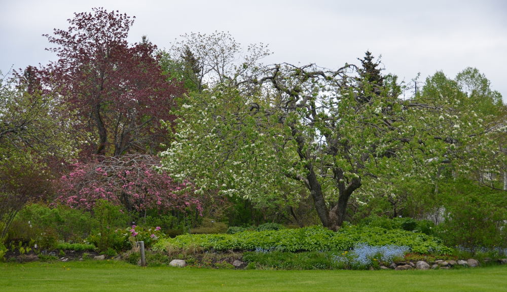Photos/gaspesie_2016/2016-06-03-10h13m34.JPG