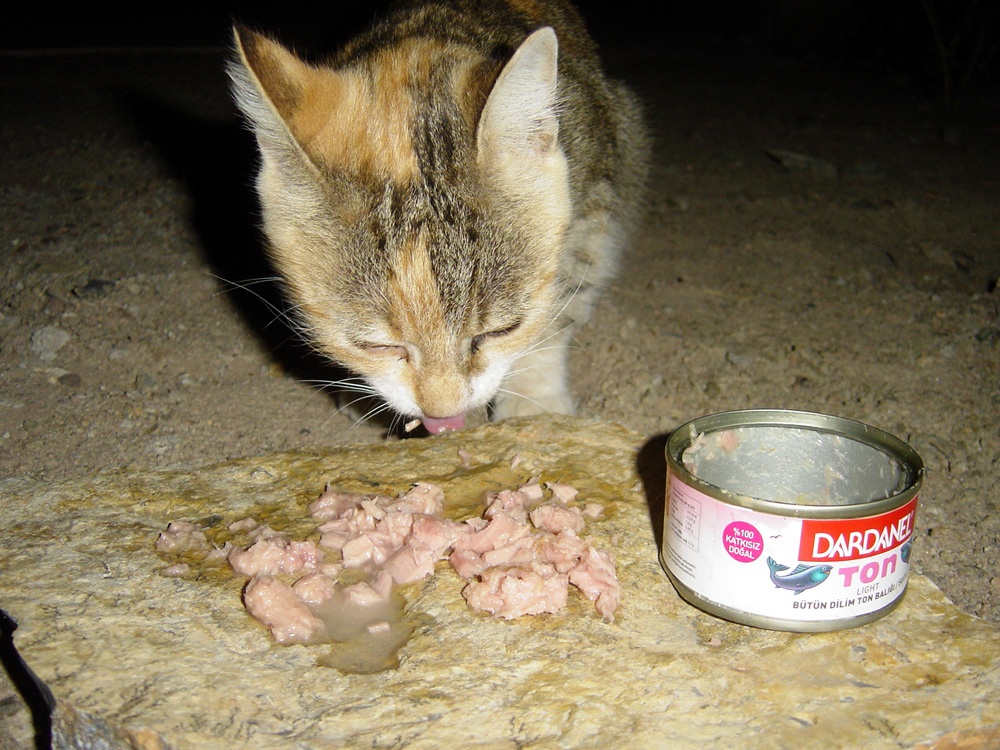../Photos/turkey2005/3576.JPG